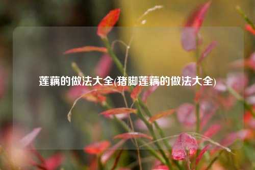 莲藕的做法大全(猪脚莲藕的做法大全)